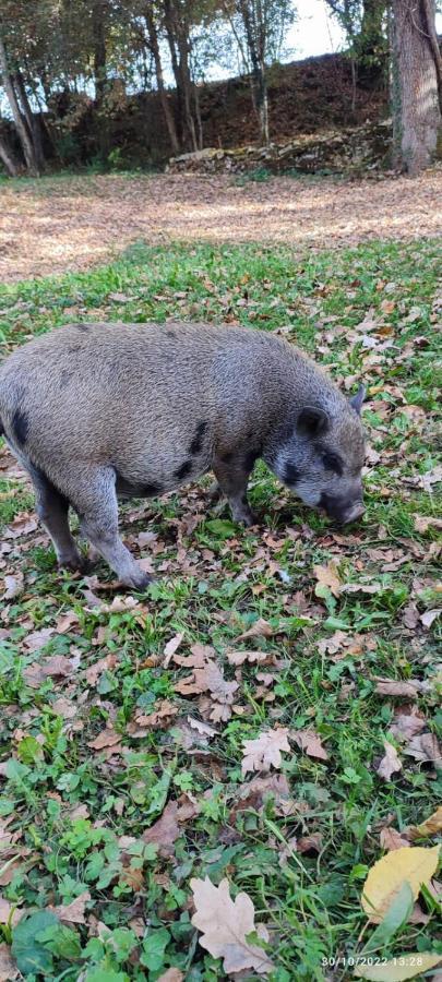 Séjour chez l'habitant Roulotte Bohémienne