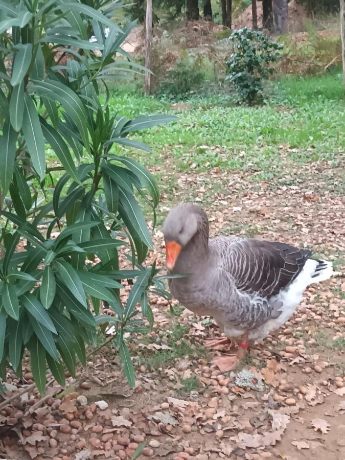 Git'an Perigord La Bohemienne *
