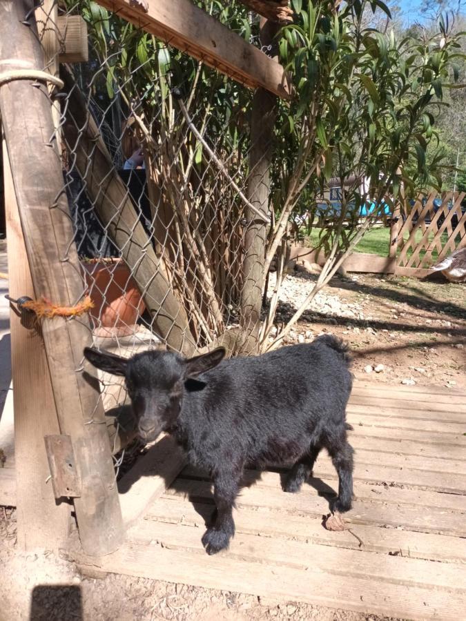 Séjour chez l'habitant Roulotte Bohémienne Groléjac